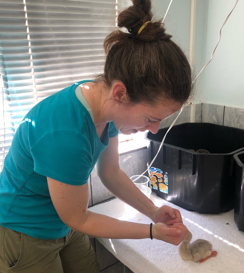 Julie Farrington, the Dallas Zoo's senior zoologist, hand-feeds a rescued chick. Zoo staff...