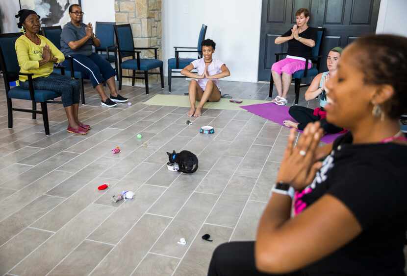 A kitten took a drink of water in the center of the room during a yoga class.