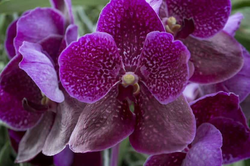 A Vanda orchid, the type commonly used for Hawaiian leis, in Dotty Woodson's greenhouse.