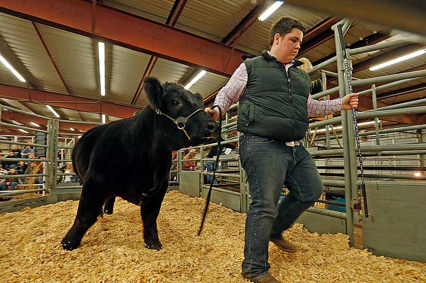 The Collin County Livestock Show will be Tuesday through Jan. 10 at the Myers Park and Event...