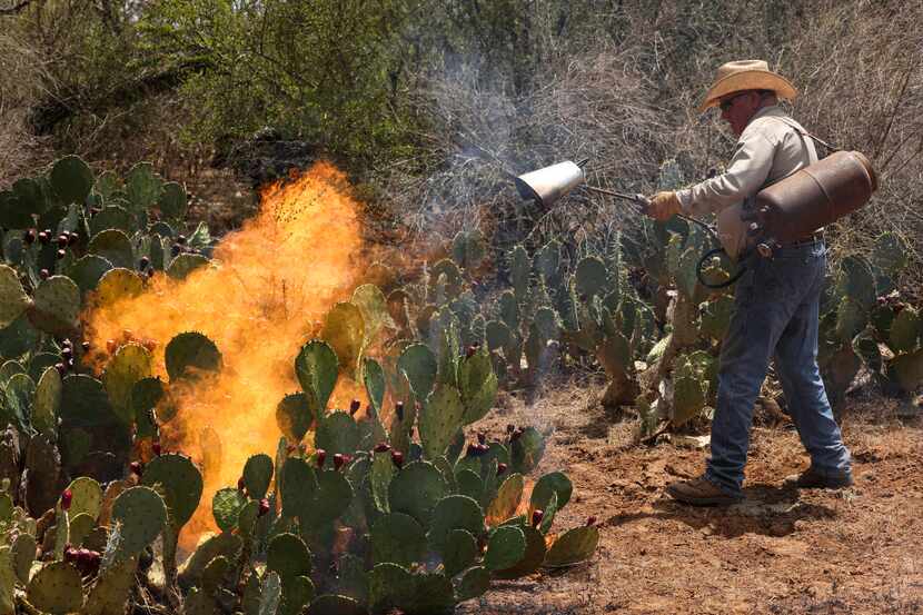 Pete Pawelek burns prickly pear cactus spines off the plant so his cattle can eat the pear,...