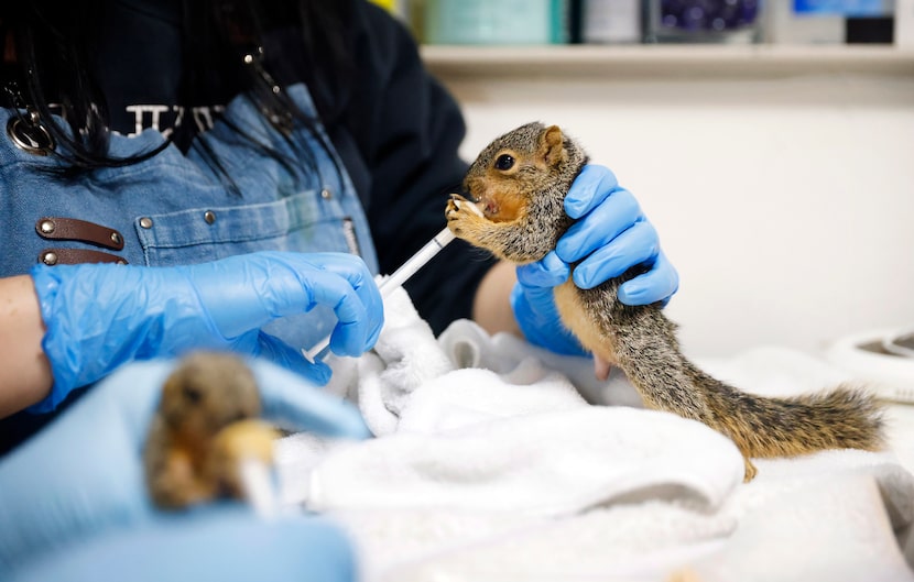 Staff wildlife specialist Amaris Riddle feeds one of two malnourished baby squirrels, both...