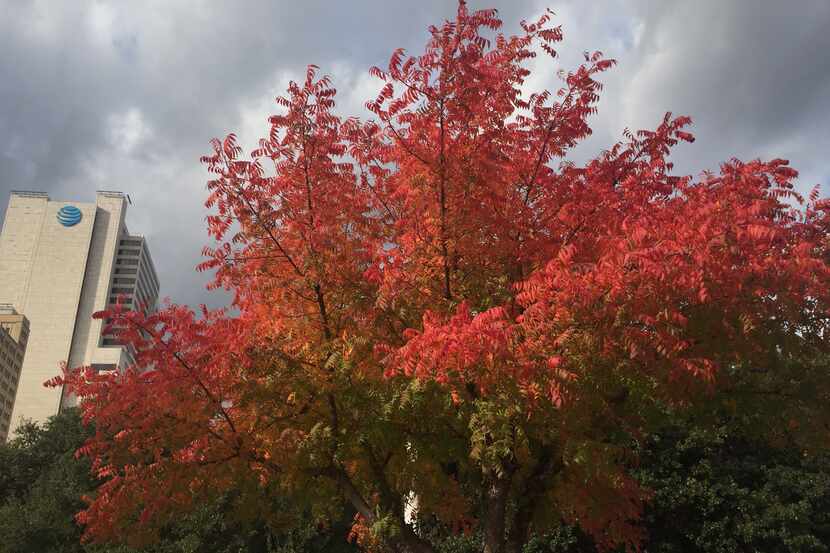 Trees show their fall colors in front of Dallas City Hall on Oct 30, 2018. (Irwin...