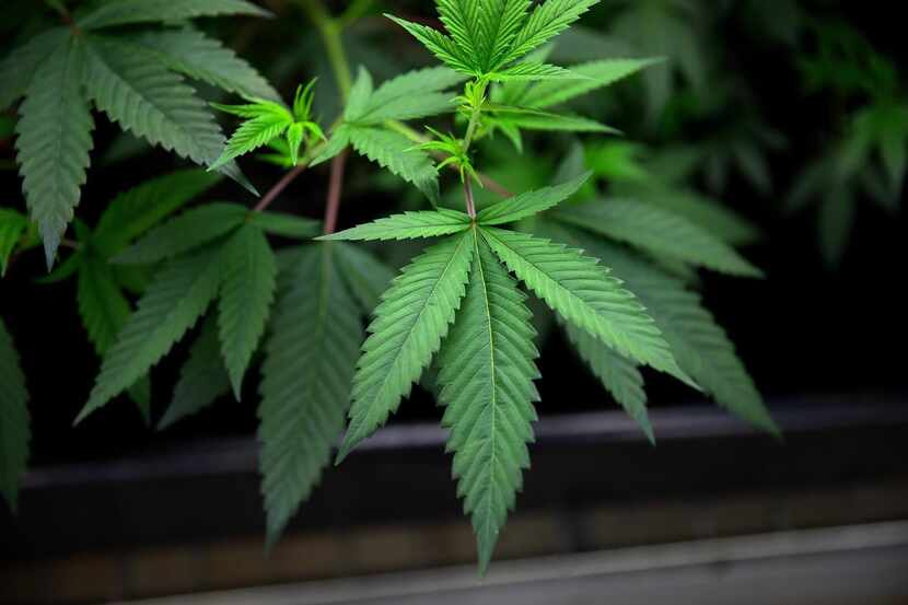 Marijuana plants grow under lights at Cresco Labs medical marijuana cultivation facility...