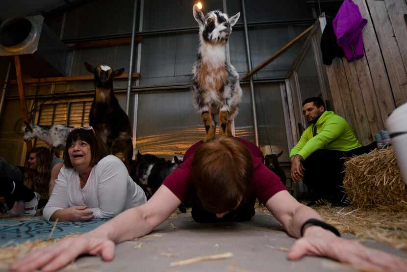 A goat stands on the back of Shirley Hamblin while she performs a child pose during a goat...