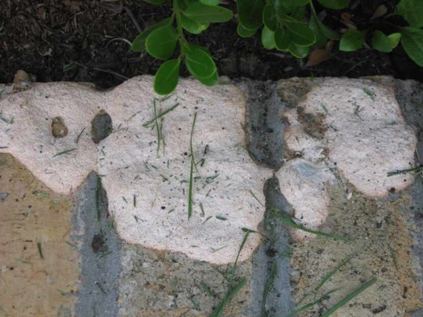 Slime mold can be white, yellow, tan or most any color.