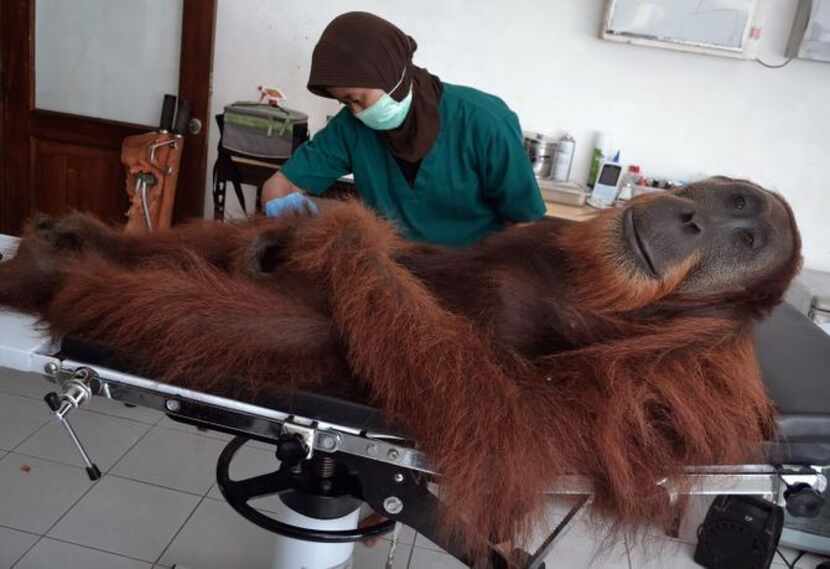 Animal suffering:  A veterinarian with the Sumatran Orangutan Conservation Program examined...