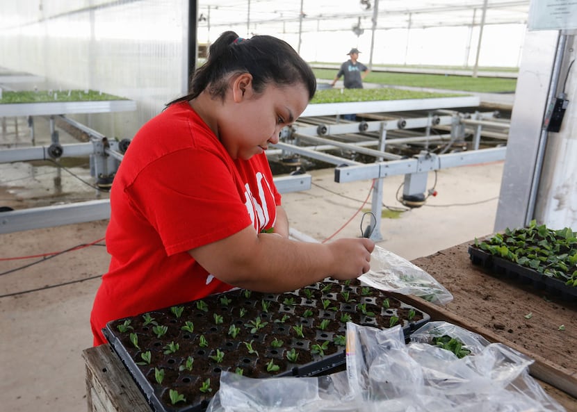 Maria Avila places Aloha Purple Sky in plug trays at Seville Farms in Mansfield.