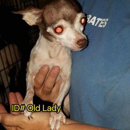 Old Lady shortly before she was transferred to the Humane Society of Tulsa.