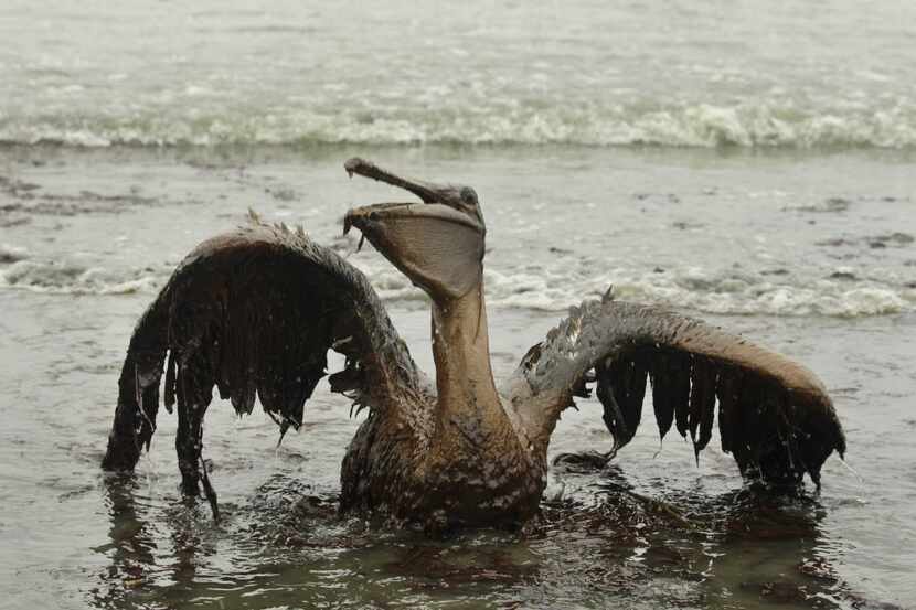 FILE - In this Thursday, June 3, 2010 file picture, a brown pelican tries to raise its wings...