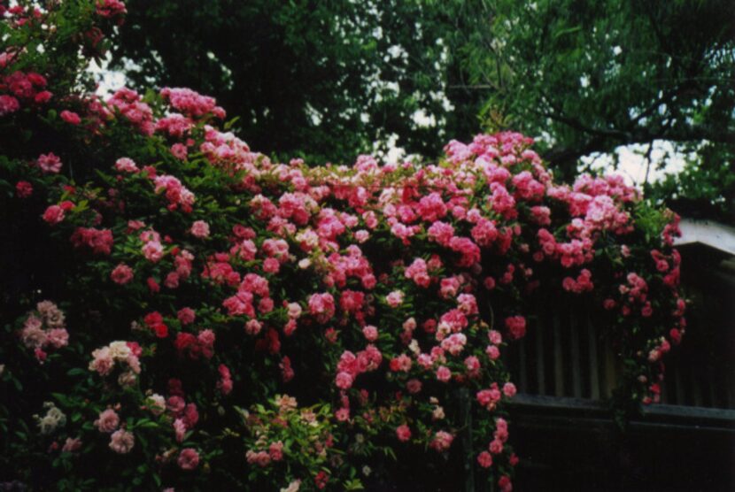 'Peggy Martin' is a Hurricane Katrina survivor with lovely lavender-pink blooms. It is a...