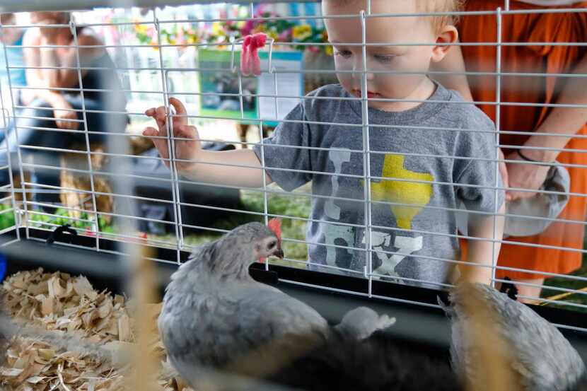 Henry Merrill, 1, looks at a chicken in the petting zoo.