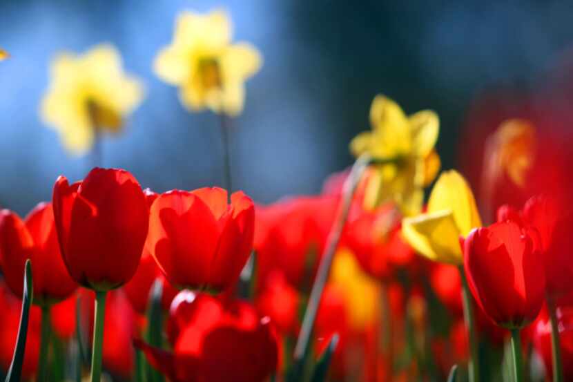 Color bursting tulip, daffodil, and hyacinth beds will thrill visitors during the Dallas...
