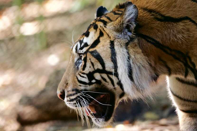 Kipling, a 9-year-old Sumatran Tiger, in his habitat at the Dallas Zoo.
