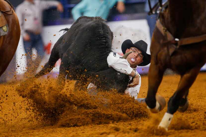 A cowboy competes in a steer wrestling competition.