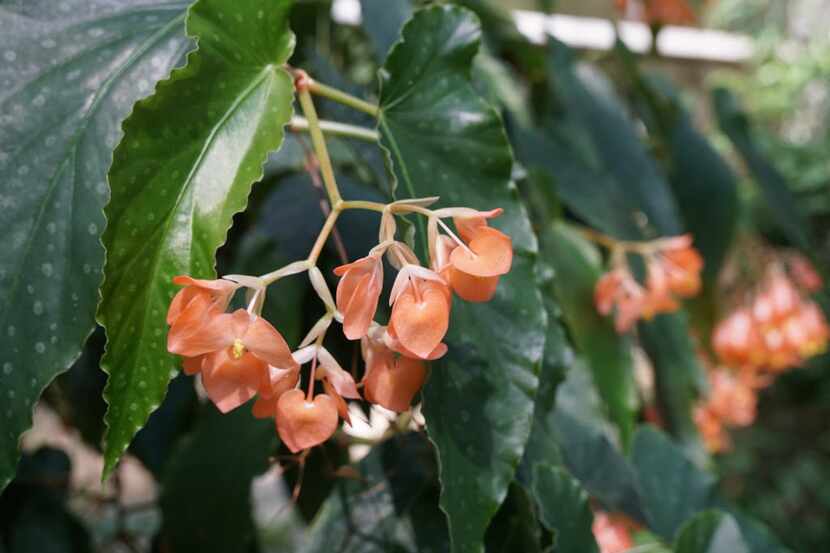 The Orange Satellite is among over 350 different species of Begonias at the Botanic Garden...