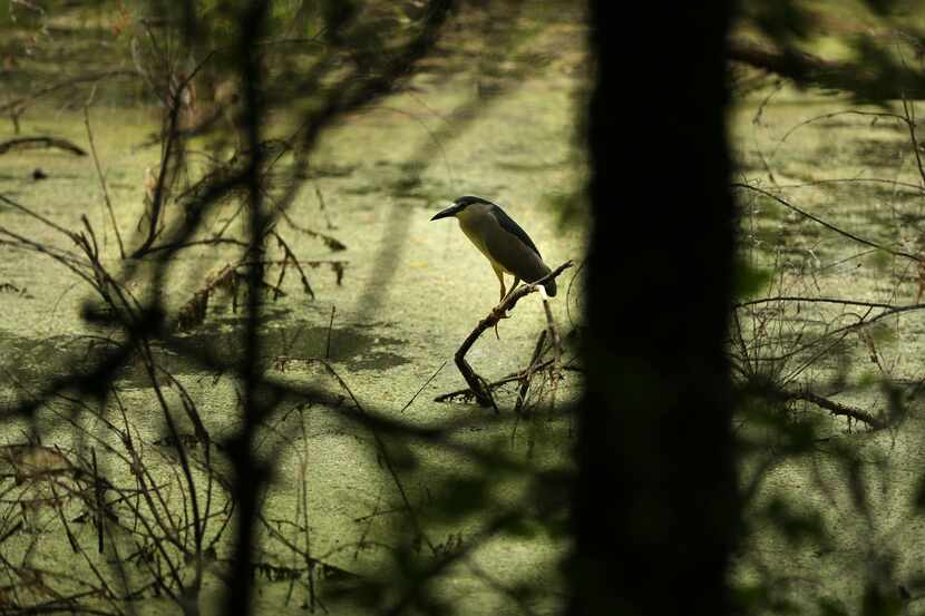 A black-crowned night heron sits atop a branch in a pond at Lake Lewisville Environmental...