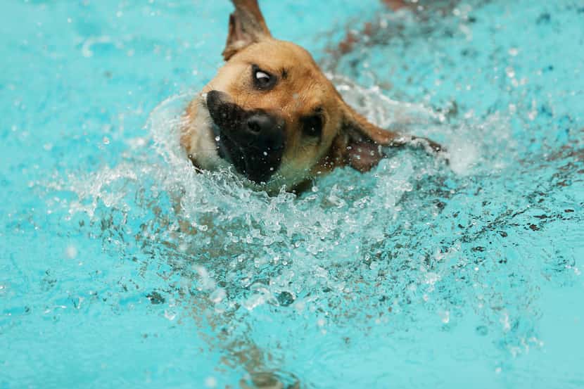 A dog swims in the pool.