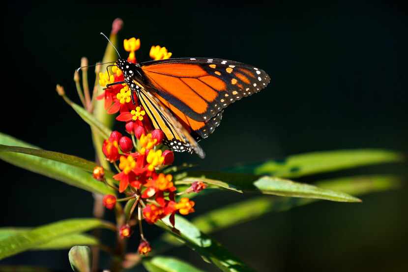 A monarch butterfly 