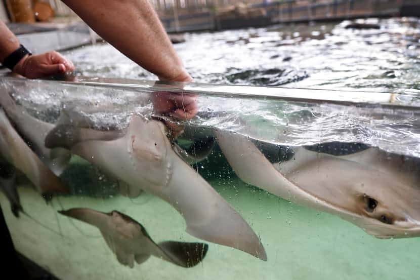 Visitors will be able to pet the Cownose rays in an outdoor exhibit at The Children's...