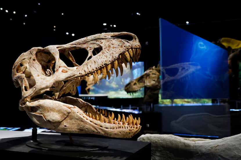 A large Tarbosaurus bataar (adult) skull is on display in the new ’T. rex: The Ultimate...