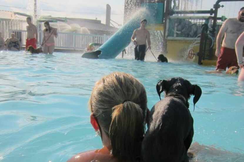 Doggy swim parties are scheduled at area pools, including Pooch Plunge at Wet Zone in Rowlett.
