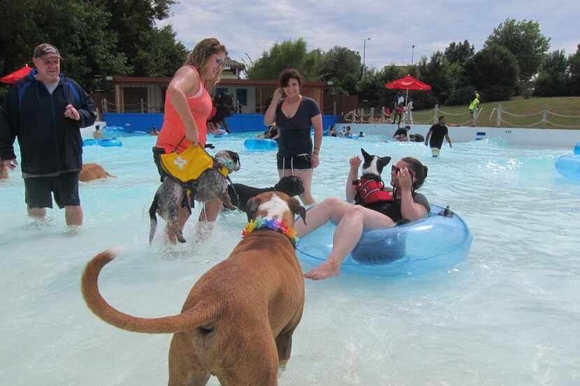 Four-leggers will get their turn in the wave pool at Hawaiian Falls in Garland.