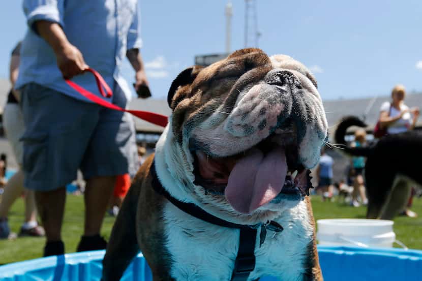 Robby Robertson lets his bulldog Titan wade in the kiddie pool at the Dog Bowl at Fair...