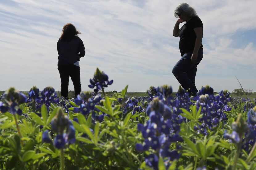 Dana Carlin and PerriAngela Wickham look over a field of Bluebonnets in Ennis Saturday April...