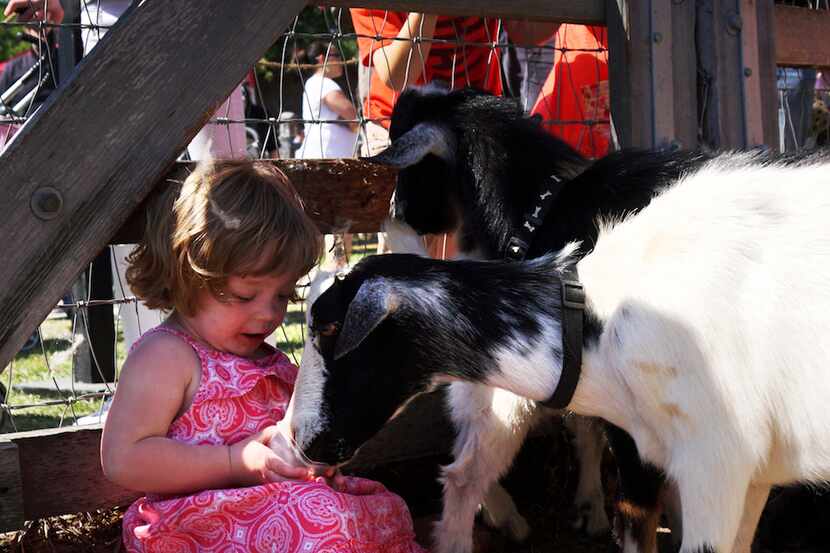 Madeline Baysinger (2 years old) feeds the goats in the petting zoo at Nash Farm.