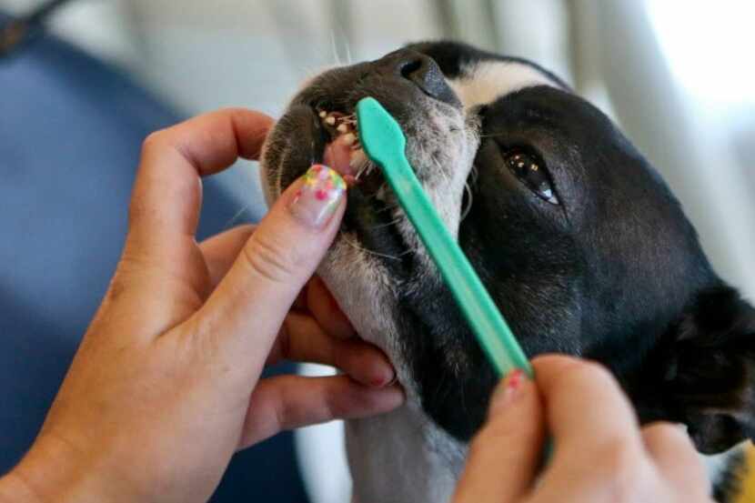 Therapy dog Perry gets her teeth brushed by her owner and trainer Isabel Garcia. 