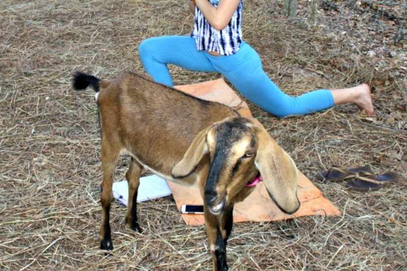 Yoga instructor Chanel Lobdell leads a class of Goat Yoga at Hat Trick Farm in Thonotossasa,...