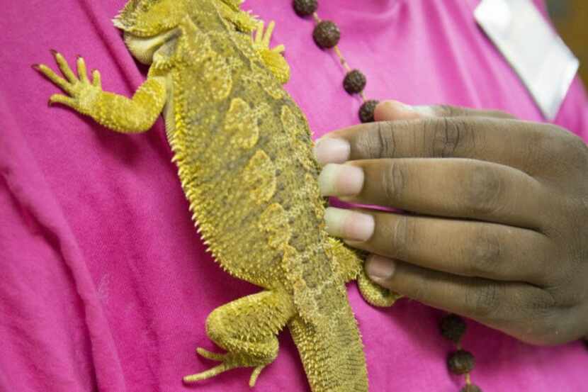 An exhibitor carries a bearded dragon on his shirt at the Repticon Dallas show. 