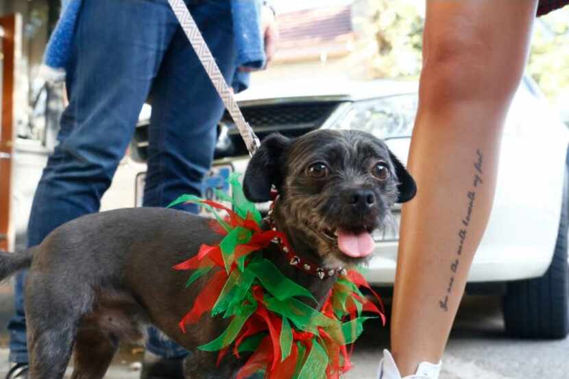 Dogs are welcome at the Bishop Art District's Christmas In July event. 