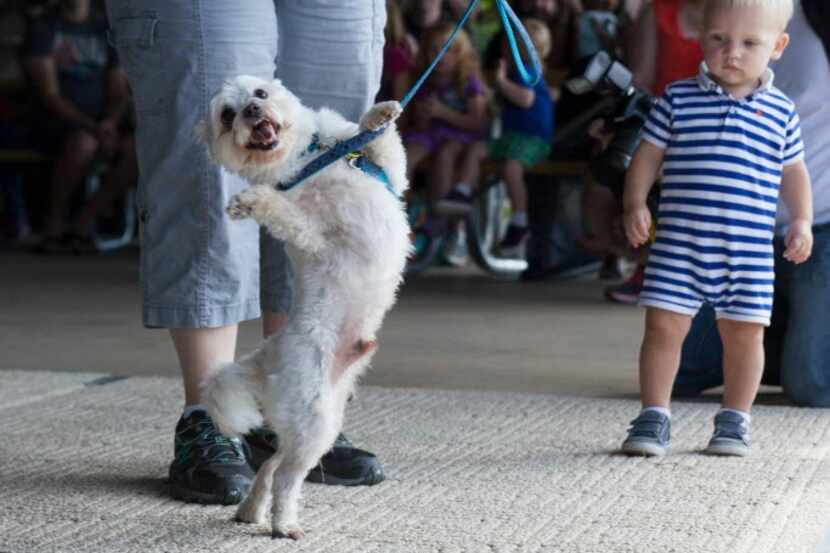 A dancing dog contest is part of the Dog Days of Denton festival. 