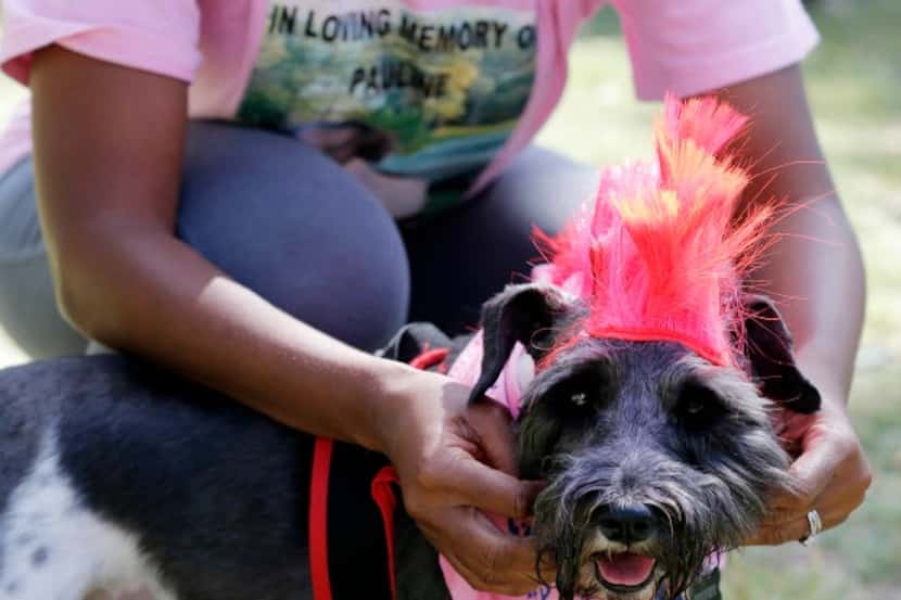 A miniature Schnauzer in a pink mohawk attends an American Cancer Society Bar For Life event...