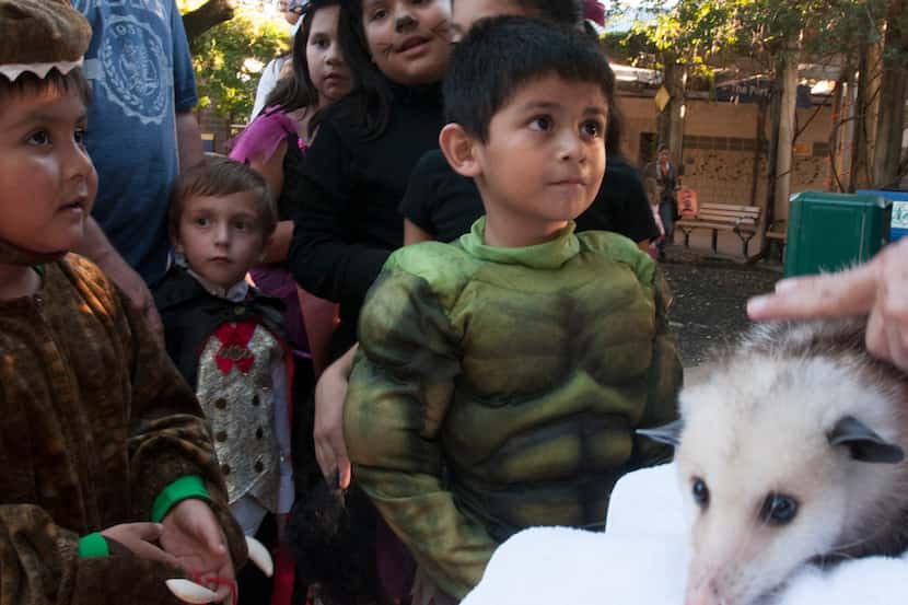 Children wait to pet Ginger a opossum during Halloween Nights at the Dallas Zoo.