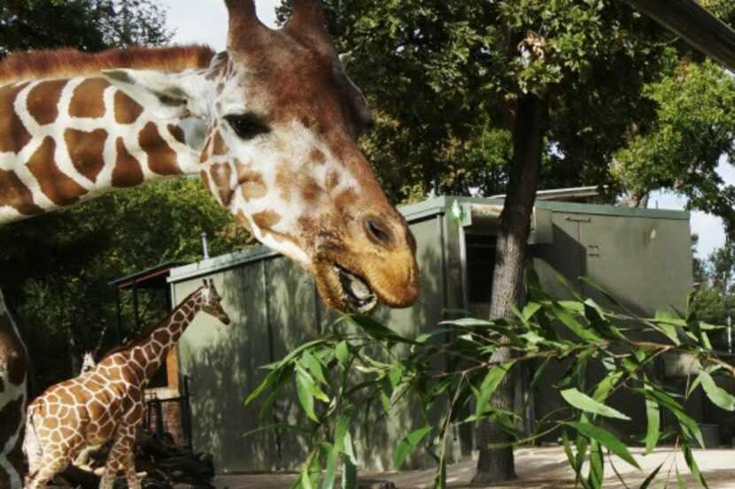 A giraffe at the Fort Worth Zoo