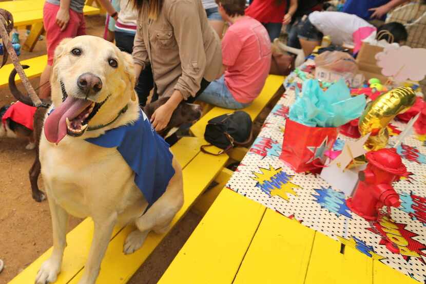 Mutts Canine Cantina