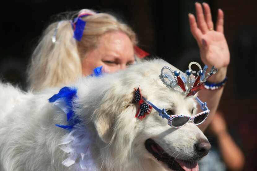 A Great Pyrenees wears red, white and blue accessories at the Denton Yankee Doodle Fourth of...