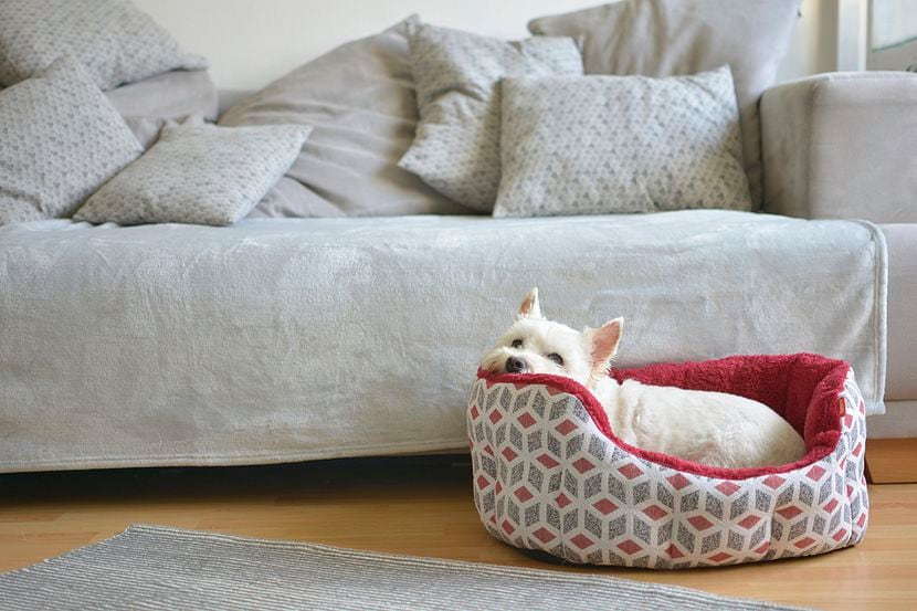 Consejos para elegir la cama correcta tu perro