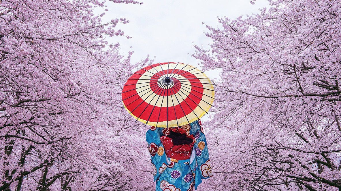 Woman in a kimino carrying a parasol surrounded by cherry trees in blossom.