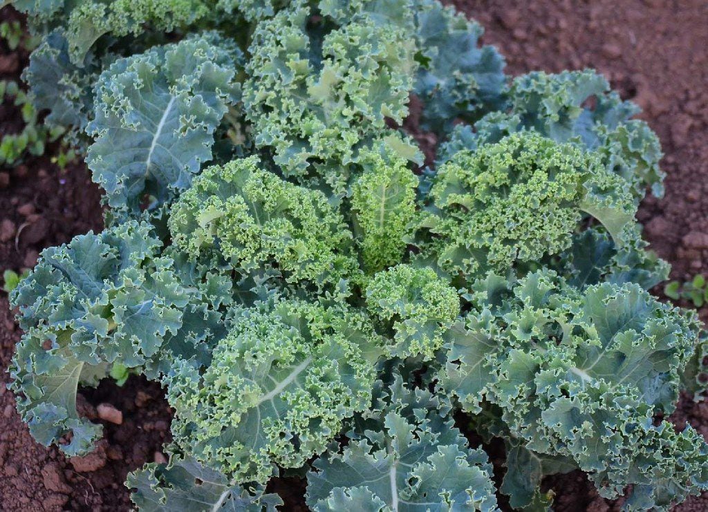 Winterbor Kale from Territorial Seed Company 