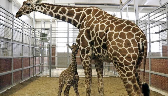 La jirafa Chrystal aparece aquí con su bebé, que todavía no tiene nombre. (ZOOLOGICO DE...
