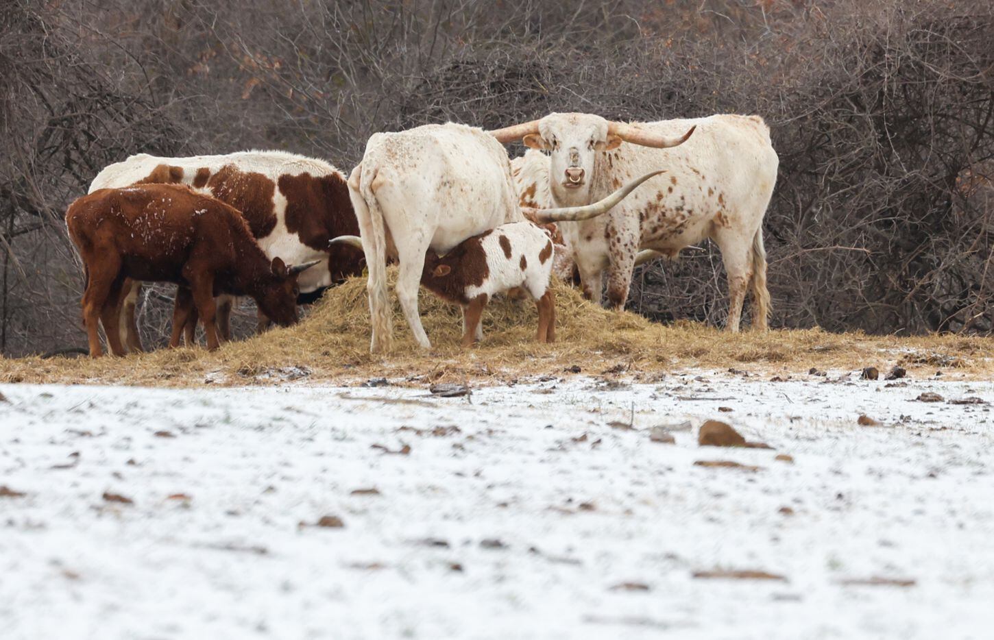 A young longhorn gets milk from its mother as she and other longhorns chew on hay in a...