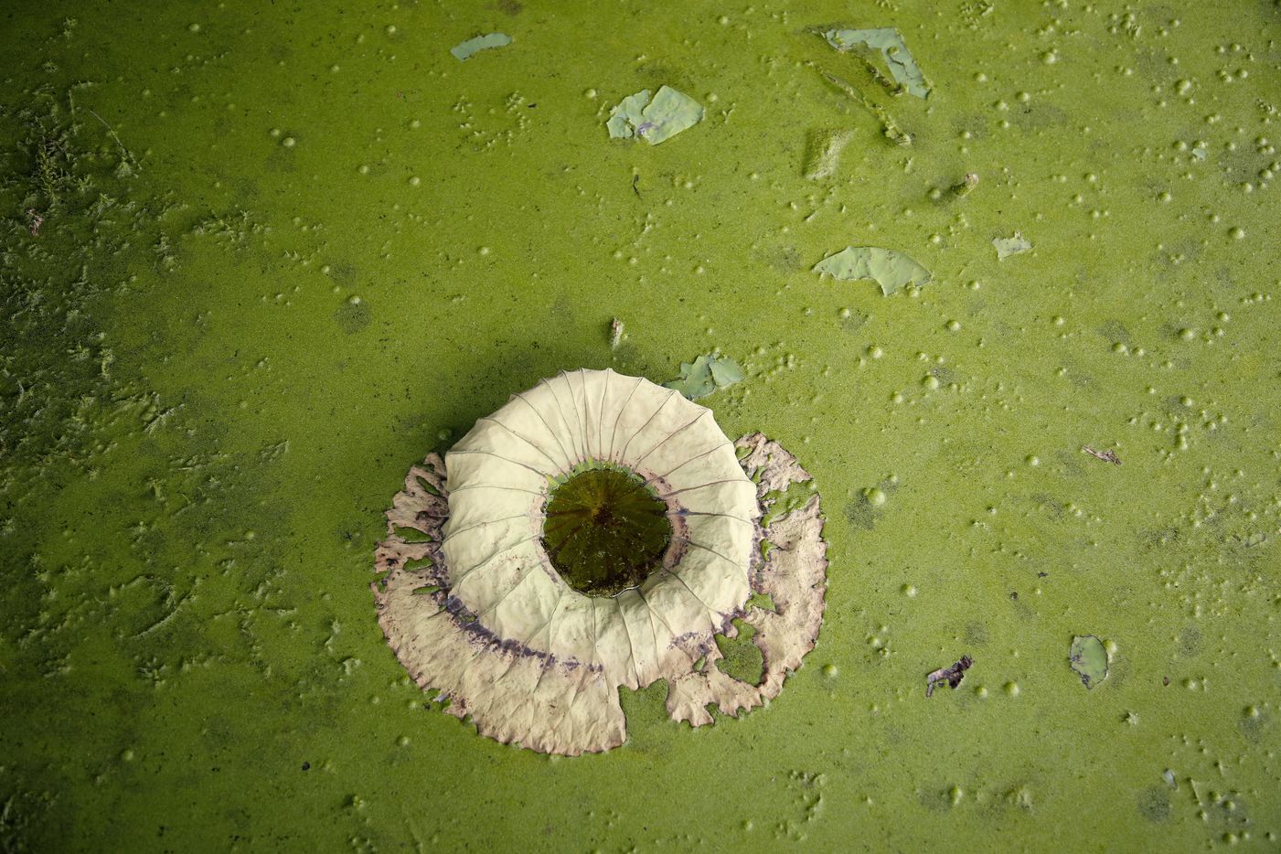 A withering water lilly is surrounded by algea and other water vegetation in low water at...
