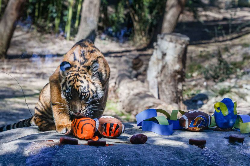 The Dallas Zoo’s tiger cub Sumini gets in on the action and place her bets on the outcome of...