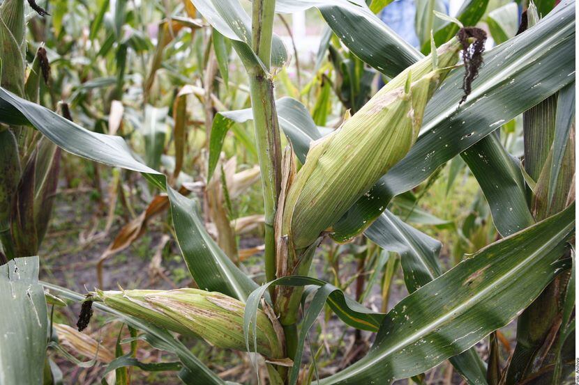 El gobierno mexicano impuso un arancel de 50% a la exportación de maíz blanco a fin de que...