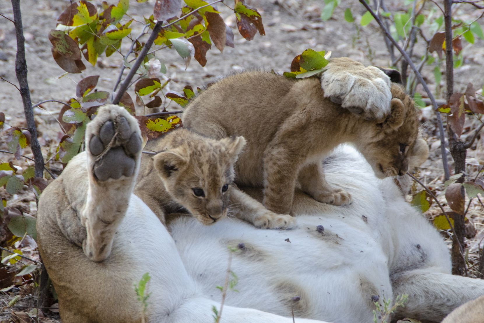 Two lion cubs play with their overfed mother in Zambia's South Luangwa National Park.