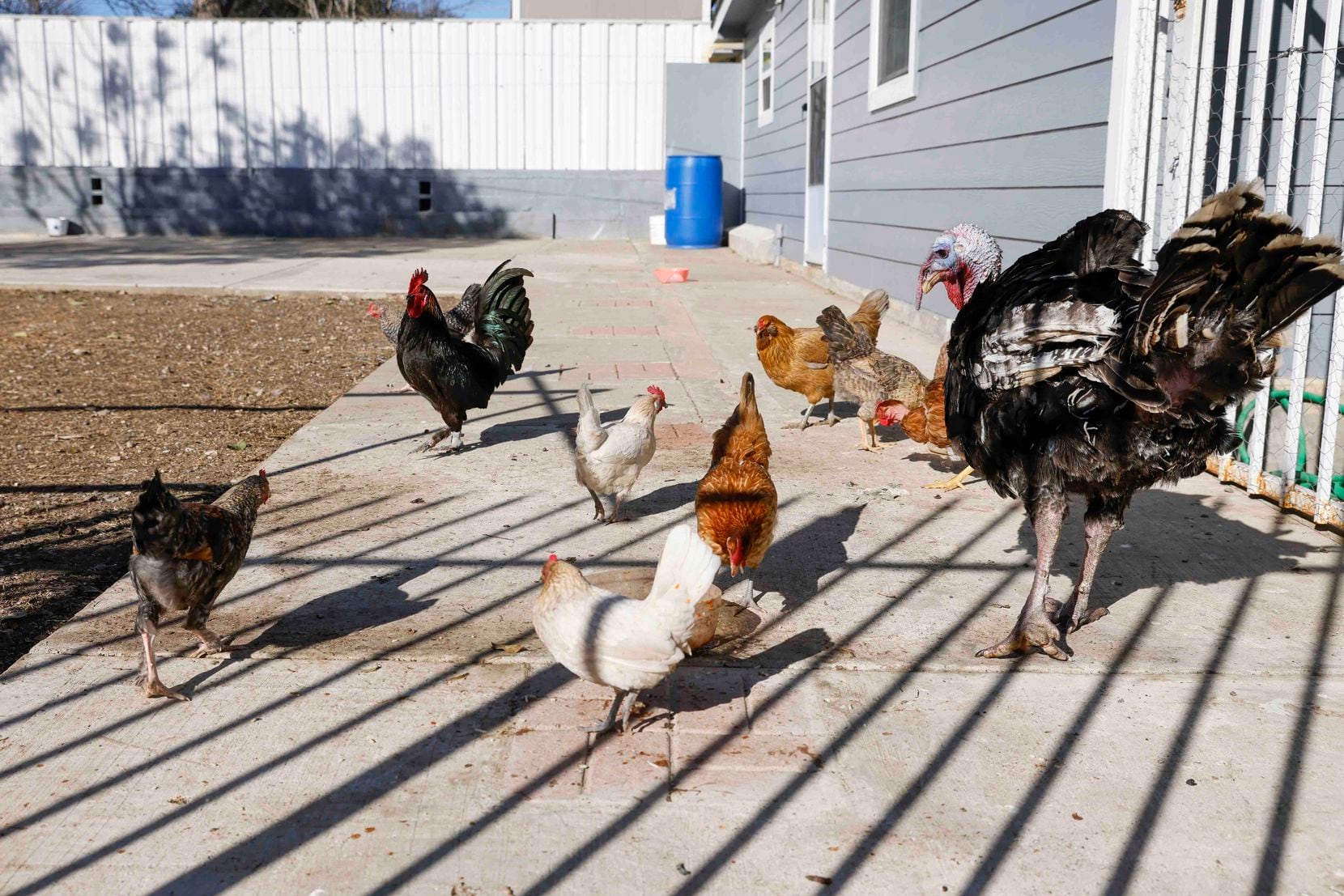 Chickens remain at the backyard of Maria Lopez, who lives near the Dallas Zoo, after a...